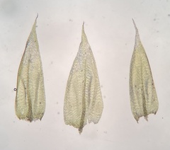 Brachytheciastrum velutinum