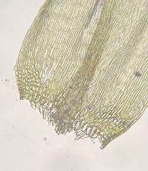 Brachytheciastrum velutinum