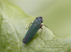 Draeculacephala albipicta