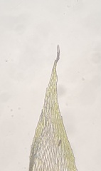 Brachytheciastrum velutinum
