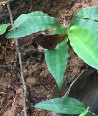 Iambrix salsala salsala