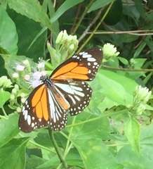 Danaus melanippus hegesippus