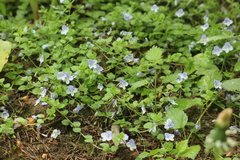 Veronica filiformis