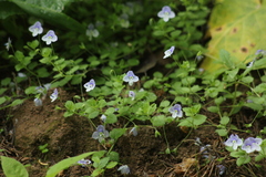 Veronica filiformis