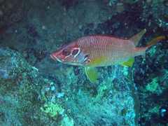 Sargocentron spiniferum