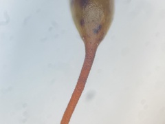 Brachytheciastrum velutinum