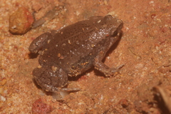 Hypopachus variolosus