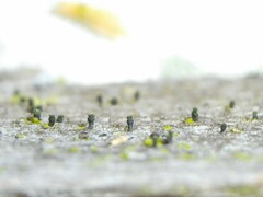 Microcalicium disseminatum