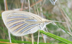 Argyrophenga antipodum