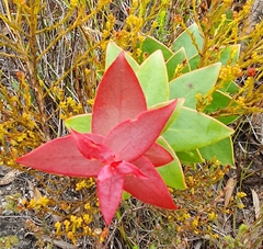 Protea amplexicaulis