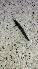 Megapallifera mutabilis