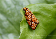 Cenopis reticulatana