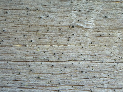 Microcalicium disseminatum