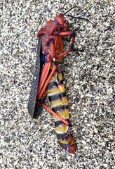 Phymateus morbillosus