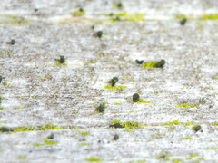 Microcalicium disseminatum