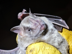 Artibeus jamaicensis