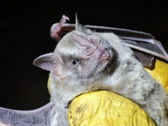 Artibeus jamaicensis