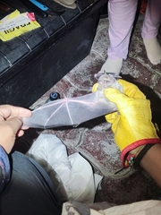 Artibeus jamaicensis