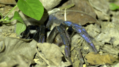 Cyriopagopus lividus