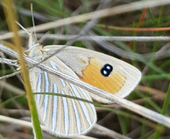 Argyrophenga antipodum