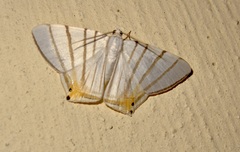 Phrygionis platinata