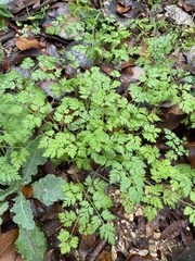 Chaerophyllum tainturieri