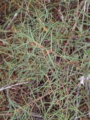 Talinum aurantiacum