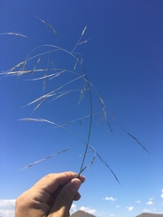 Aristida ternipes