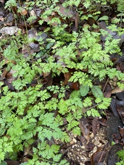 Chaerophyllum tainturieri