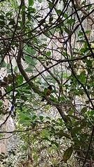 Anisognathus igniventris