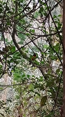 Anisognathus igniventris