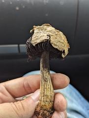 Agaricus deserticola