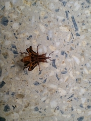 Metamasius hemipterus