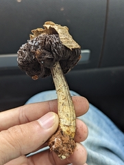 Agaricus deserticola