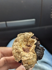 Agaricus deserticola