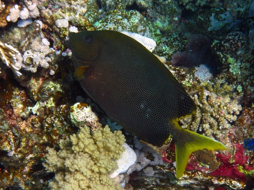 Brown-spotted rabbitfish (Siganus stellatus) — Siganidae — 3