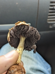 Agaricus deserticola