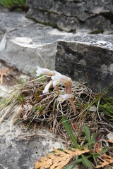 Aphyllon uniflorum