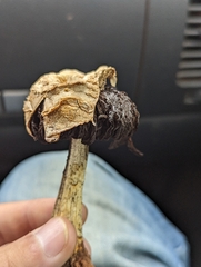 Agaricus deserticola