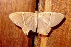 Phrygionis polita