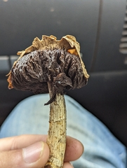 Agaricus deserticola