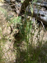 Juncus capensis