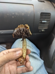 Agaricus deserticola