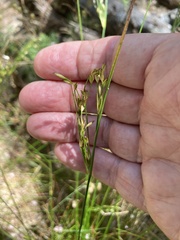 Juncus capensis