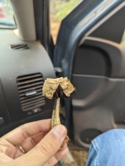 Agaricus deserticola