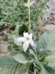 Nicotiana repanda