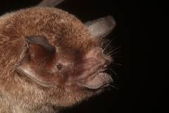 Pteronotus mesoamericanus