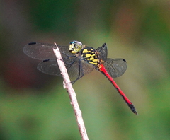 Agrionoptera insignis