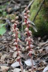 Corallorhiza striata