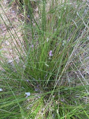 Juncus capensis